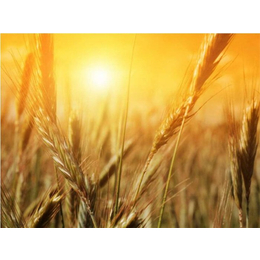 枣阳市汉光农业(图)-大量收购小麦-宿州收购小麦
