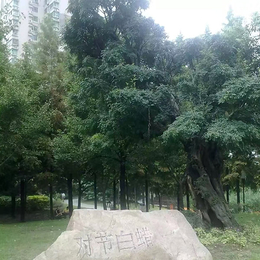 重庆双干式对节白蜡盆景-湖北红宇园林