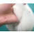 安徽双银宠物咨询公司-合肥猫咪洗护培训-猫咪洗护培训费用缩略图1