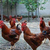 红玉公鸡养殖技术-红玉公鸡-金兴养殖场服务到位缩略图1