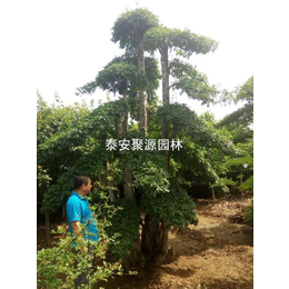 景区苏家苗圃-供应精品对接白蜡基地-内蒙古精品对接白蜡基地