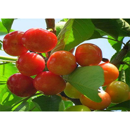 矮化大樱桃苗-金果生态-河北矮化大樱桃苗市场价格
