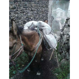 绍兴骡子运输-铜陵爱年骡马运输-骡子运输图片