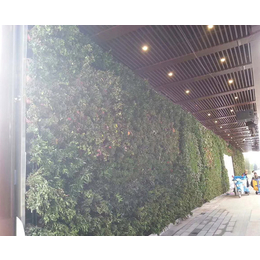 墙体绿植装饰工程-安徽洸森城市绿化-济南墙体绿植