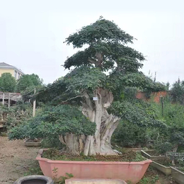 对节白蜡树桩盆景供应商-对节白蜡树桩盆景-湖北红宇园林