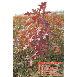 欧洲红栎小苗价格-莱州欧洲红栎小苗-瑞天苗木(查看)