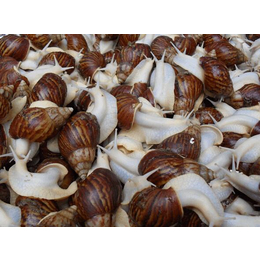 蜗牛养殖怎么样蜗牛的生长周期