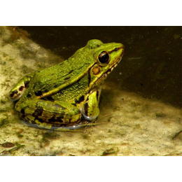 黑斑蛙-金兴养殖场品质保障-济宁黑斑蛙