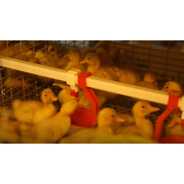 肉鸭智能养殖销售-鹤*鸭智能养殖-方圆养殖设备(查看)