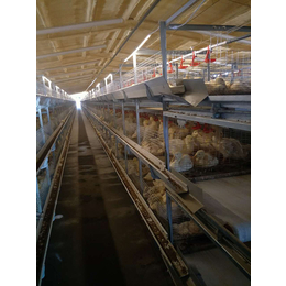 肉鸭笼子-运盈机械鸡笼厂家-肉鸭笼子供应