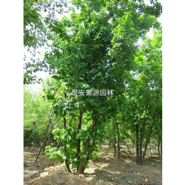 出售蒙古栎种植-泰安市苏家苗圃-出售蒙古栎种植哪家好