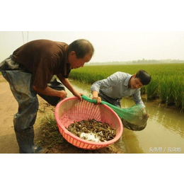 鱼鳅养殖技术黄鳝怎么养殖金泥鳅