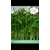 上海芽苗菜种植培训-芽苗菜种植培训公司-小井食品(推荐商家)缩略图1