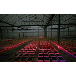 红皎阳植物激光灯-植物激光灯-生长灯(查看)