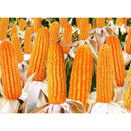 现金求购玉米-汉光现代农业(在线咨询)-邯郸求购玉米