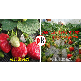 草莓生长灯-生长灯-诺达科技植物灯