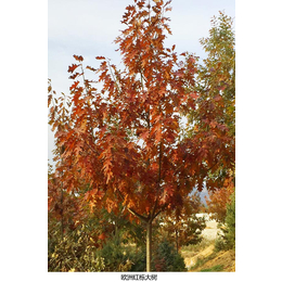 日照舜枫园林(图)-美国红橡树生长环境-辽宁美国红橡树