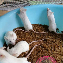 小白鼠养殖-武汉农科大高科技-小白鼠养殖基地