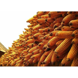收购玉米的公司-汉光现代农业-榆林求购玉米