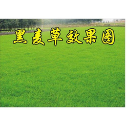 上海销售绿化草坪多年生黑麦草种子 一年生黑麦草种子公司