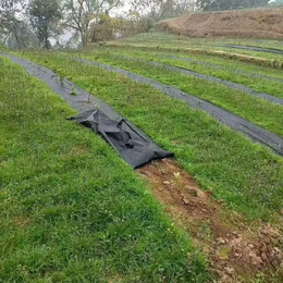 恒达布业****土壤板结-河池除草地布生产厂家