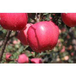 苹果苗新品种-现代果业矮化苹果苗(在线咨询)-苹果新品种