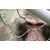 动物围网批发-广东动物围网-骐骏围栏缩略图1