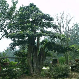 对节白蜡盆景供应商-红宇园林(在线咨询)-对节白蜡盆景