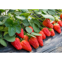 草莓重茬障碍怎么办？用生物菌肥修复土壤是关键！
