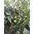 冠核农业(图)-核桃树栽植-武威核桃树缩略图1