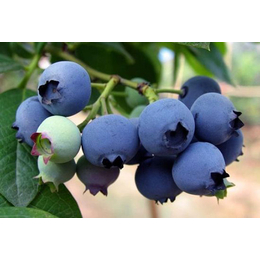 柏源农业科技公司-珠宝蓝莓苗基地电话-衢州珠宝蓝莓苗
