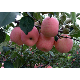 山东鑫农园艺(图)-苹果树哪里有卖的-山东苹果树