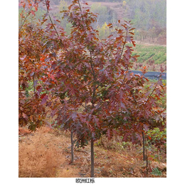 日照舜枫农林(图)-欧洲红栎厂家-欧洲红栎
