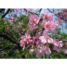 供应一年生*佳人樱小苗 浙江樱花树苗基地