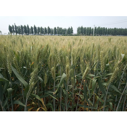 高产麦种高产小麦种子山科麦2000缩略图