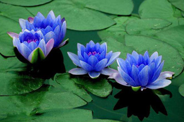 美丽的蓝莲花花语及传说寓意你知道吗？