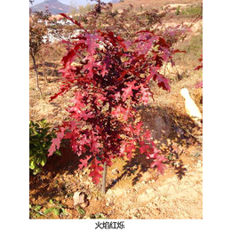 日照舜枫农林-猩红栎-猩红栎栽种