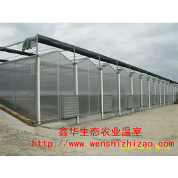 山东阳光板温室工程造价 育苗阳光板温室 单斜面阳光板温室 