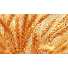 赤峰收购小麦-长年收购小麦-汉光现代农业(推荐商家)