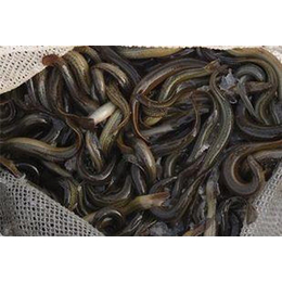 泥鳅-养殖泥鳅技术-金兴黑斑蛙养殖(推荐商家)