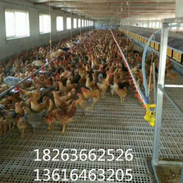 塑料鸡鸭网床 高架网床养鸡 鸡用塑料粪板