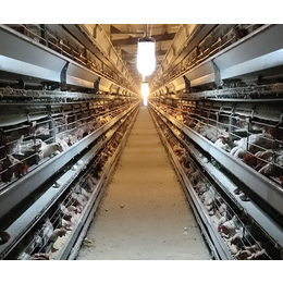 蛋鸡养殖报价-京山德风牧业(在线咨询)-青海蛋鸡养殖