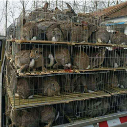 杂交野兔养殖前景-宏盛养兔厂(在线咨询)-湖南杂交野兔