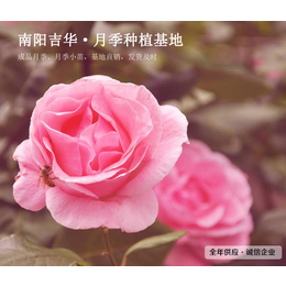 吉华*朵艳丽(图)-大花盆栽月季-聊城盆栽月季