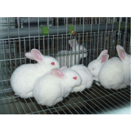 兔子養殖設備