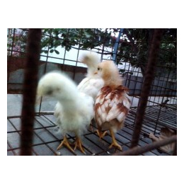 蛋鸡-永泰种禽-海兰褐壳蛋鸡