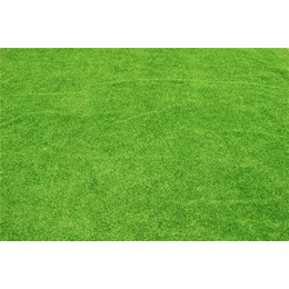 草坪-金氏苗木草坪-草坪绿化