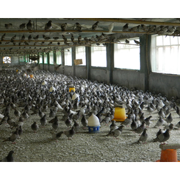 商品鸽养殖基地-商品鸽-中鹏农牧种鸽基地(图)
