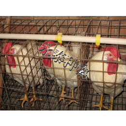 种鸡-永泰种禽厂-种鸡养殖场