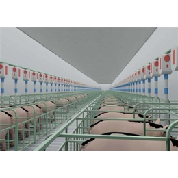 猪场自动化料线-自动化料线-德力畜牧机械
